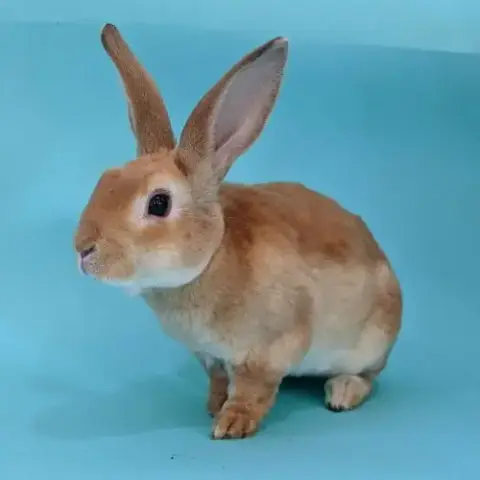 Binky