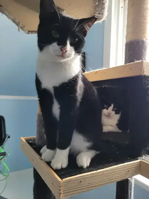 Smudge