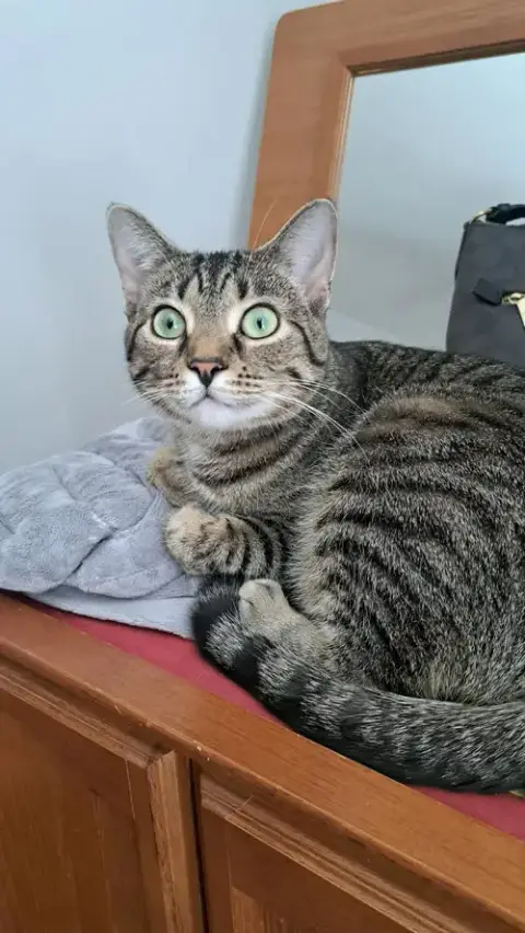 Cat photo 3
