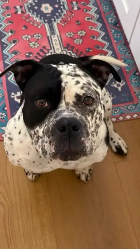 Lola photo 3