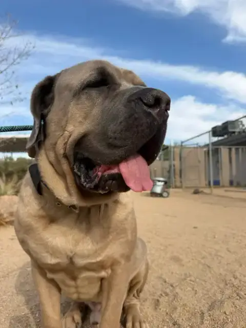 Enzo photo 4