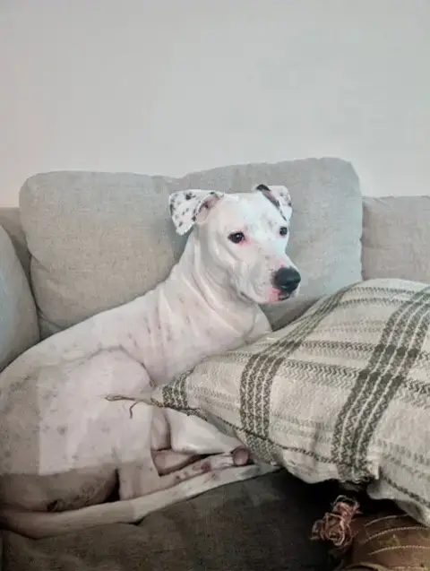 Quinn photo 2