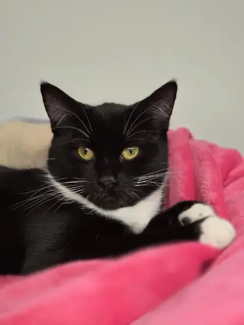 Tilly