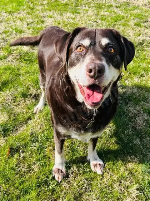 Frankie