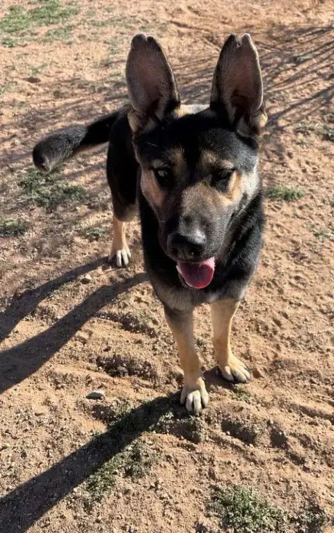 Sarge - photo 3