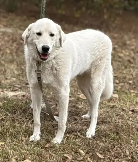 Doug