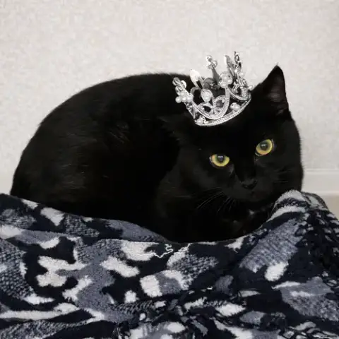Kitten Wisp photo 2