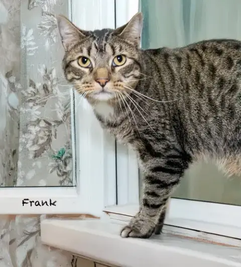 Frank photo 2