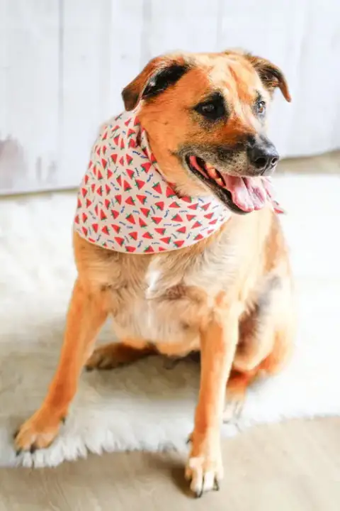 Eddie photo 3