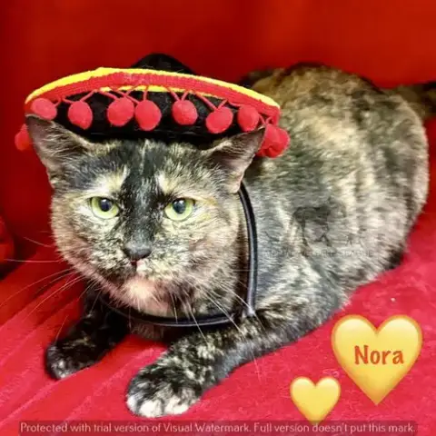Nora