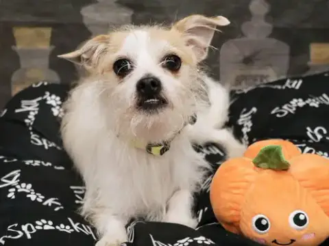 Benji photo 2