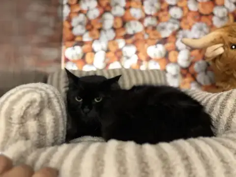 Morticia