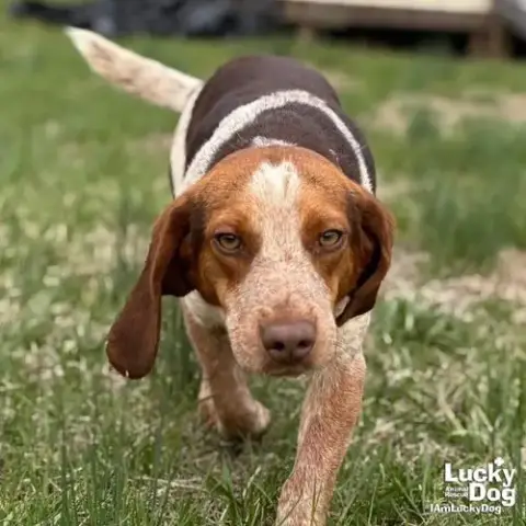 Huckleberry photo 2