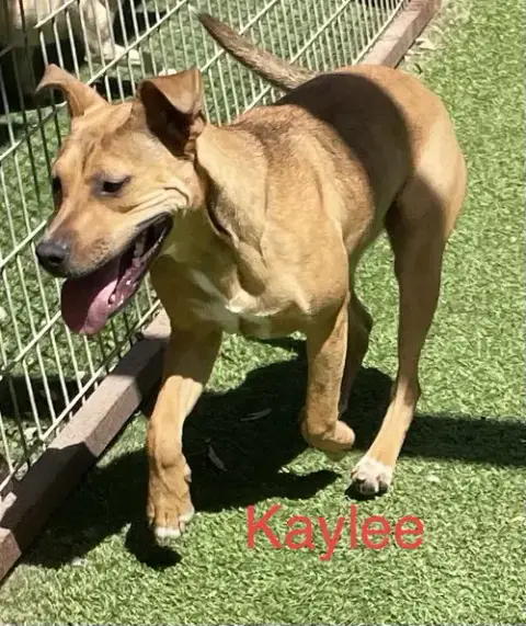 Kaylee photo 4