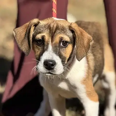 Roo