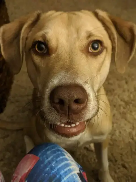 Deacon photo 5