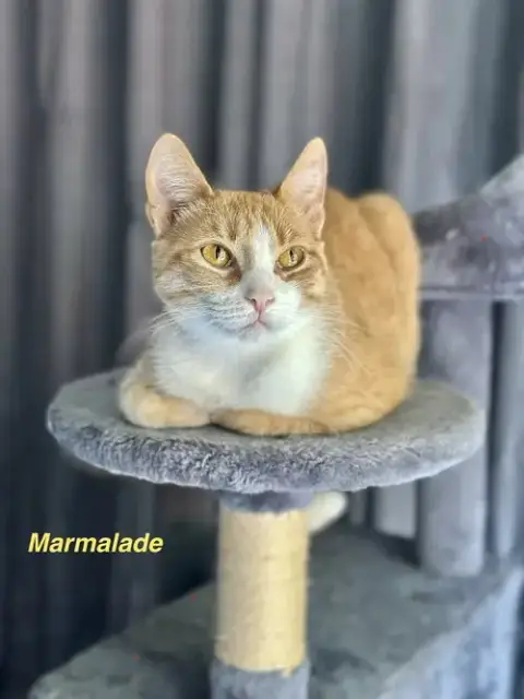 Orange Kitties