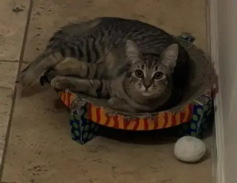 Poppy Purrsome photo 2