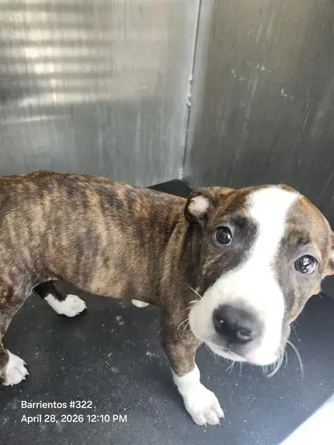Peanut