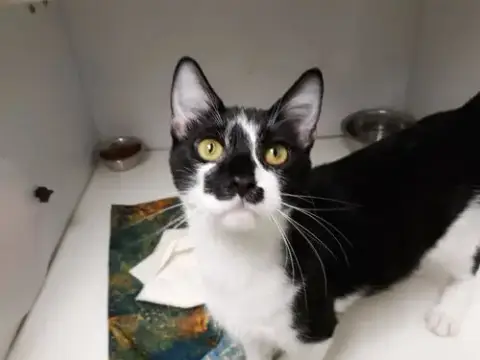 Cinder