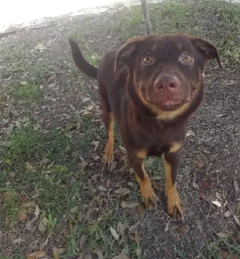 Bear Lola