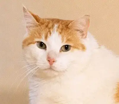 Simon