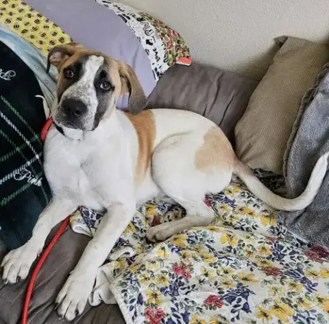 Dash- Diamond Dog $75 Adoption Fee! photo 3