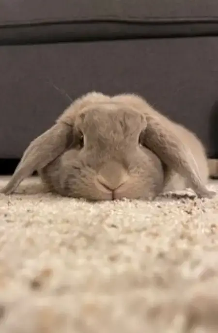 Tofu photo 4