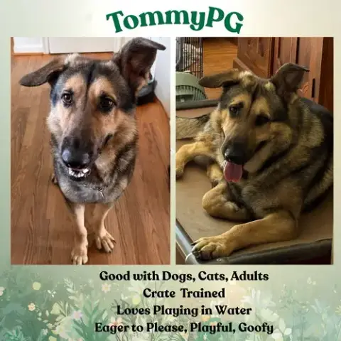 Tommypg