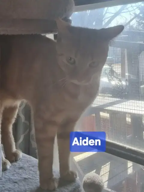 Aiden