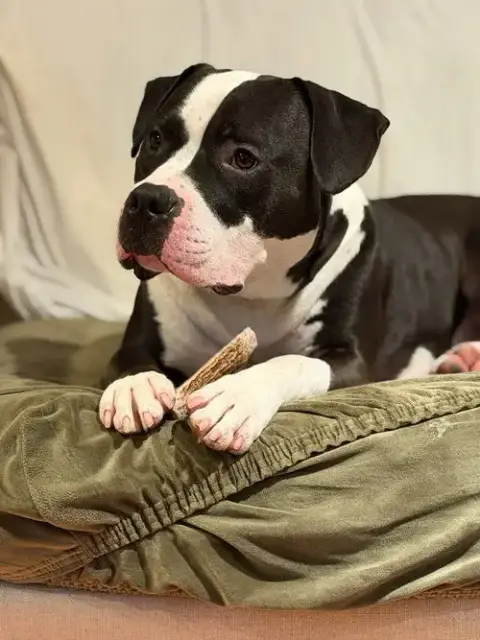 Percy