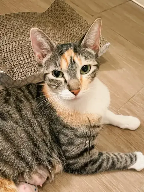 Millie Loo
