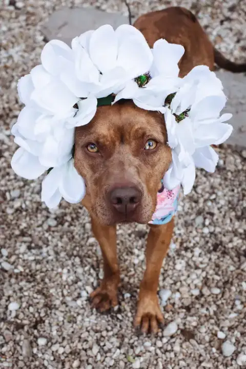Penny photo 2