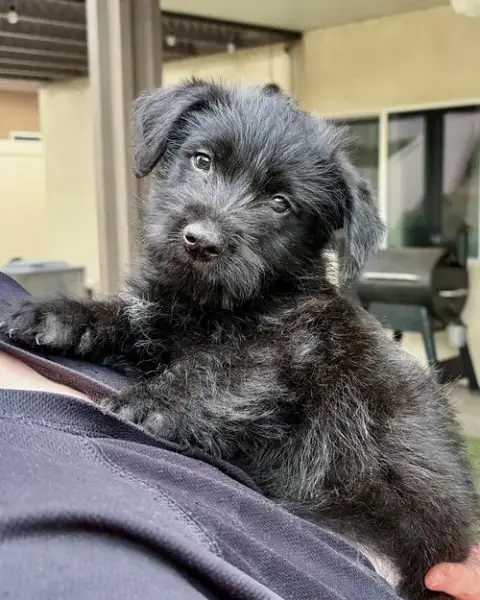 Scottie