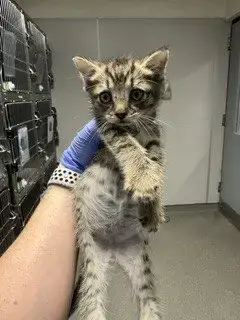 Gueko