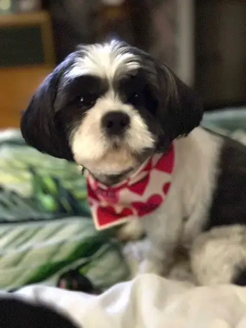 Bijou photo 5