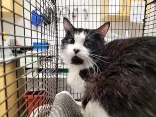 Sylvester