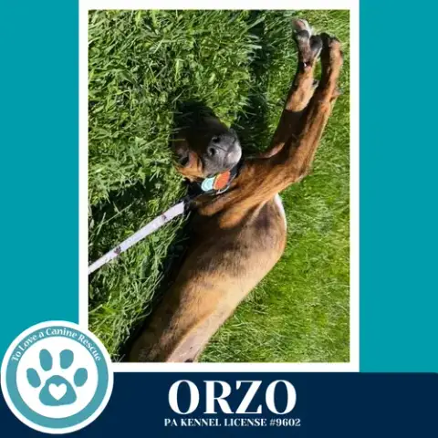 Orzo photo 4