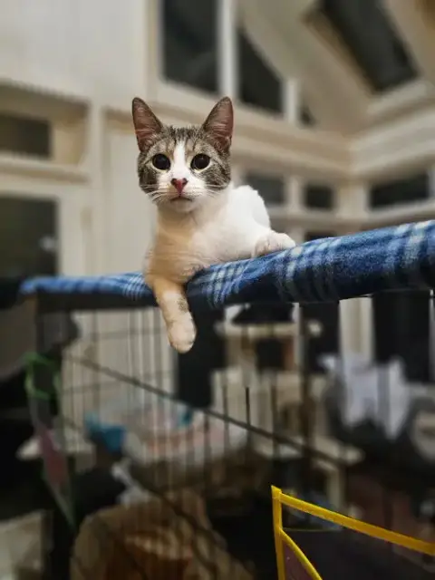 Jingles photo 3
