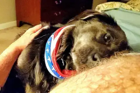 Brody photo 4