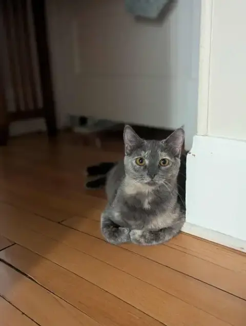 Cloudy(Adoption Fee Sponsored) photo 4