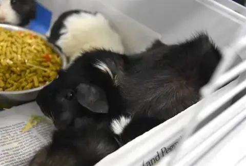 Truffles