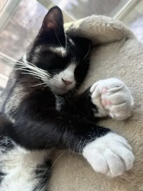 King Tuxy photo 3