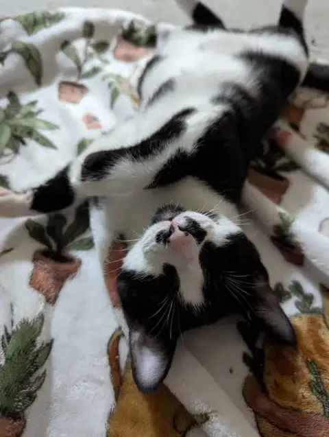 Oreo photo 4