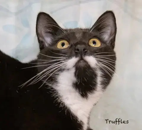 Truffles photo 2