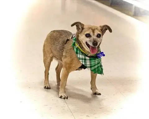 Little Lilly photo 2