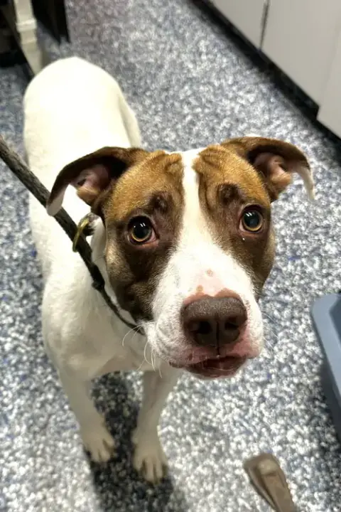 Tyson
