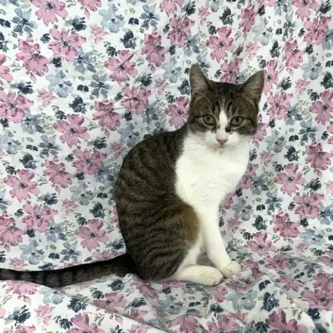 Stella Boy photo 3