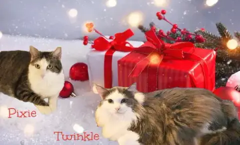 Twinkle photo 2