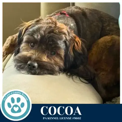 Cocoa photo 4
